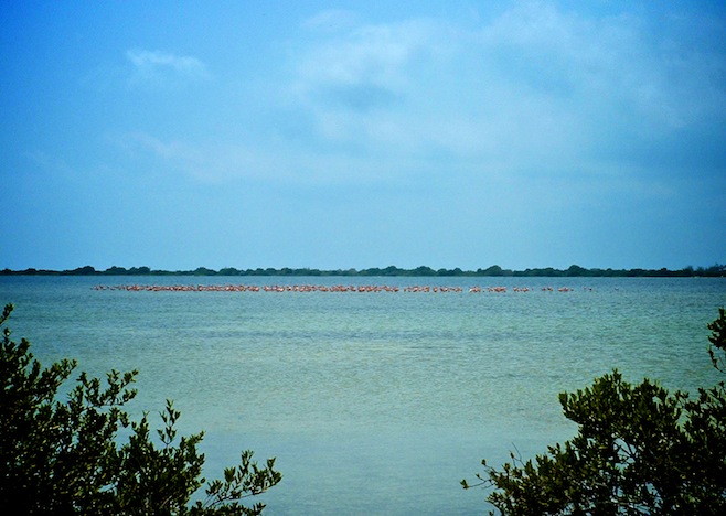 BAH Grt Inagua Flamingos.JPG (108840 bytes)